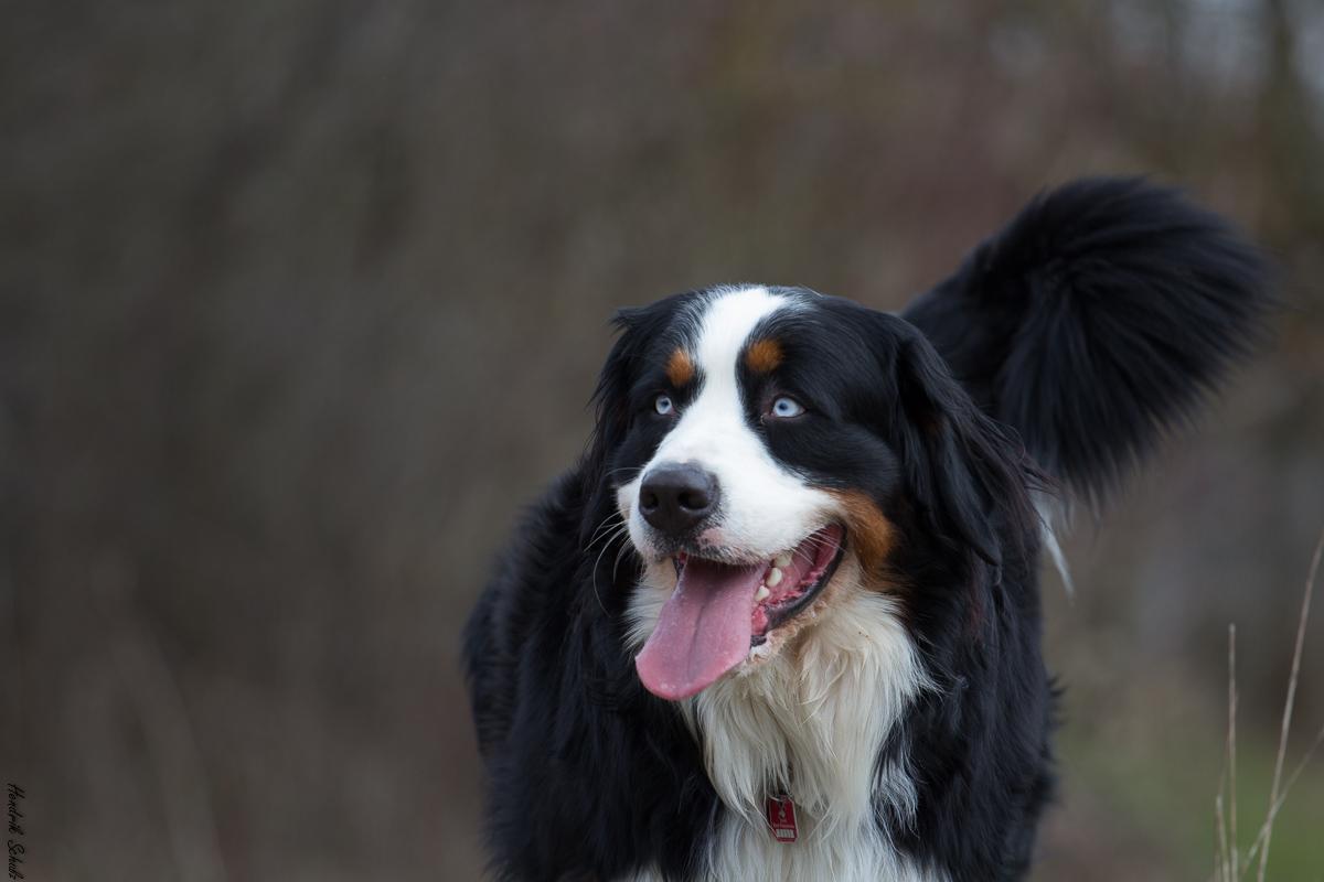 Moody vom Stieracker Foto & Bild tiere, haustiere, hunde Bilder auf