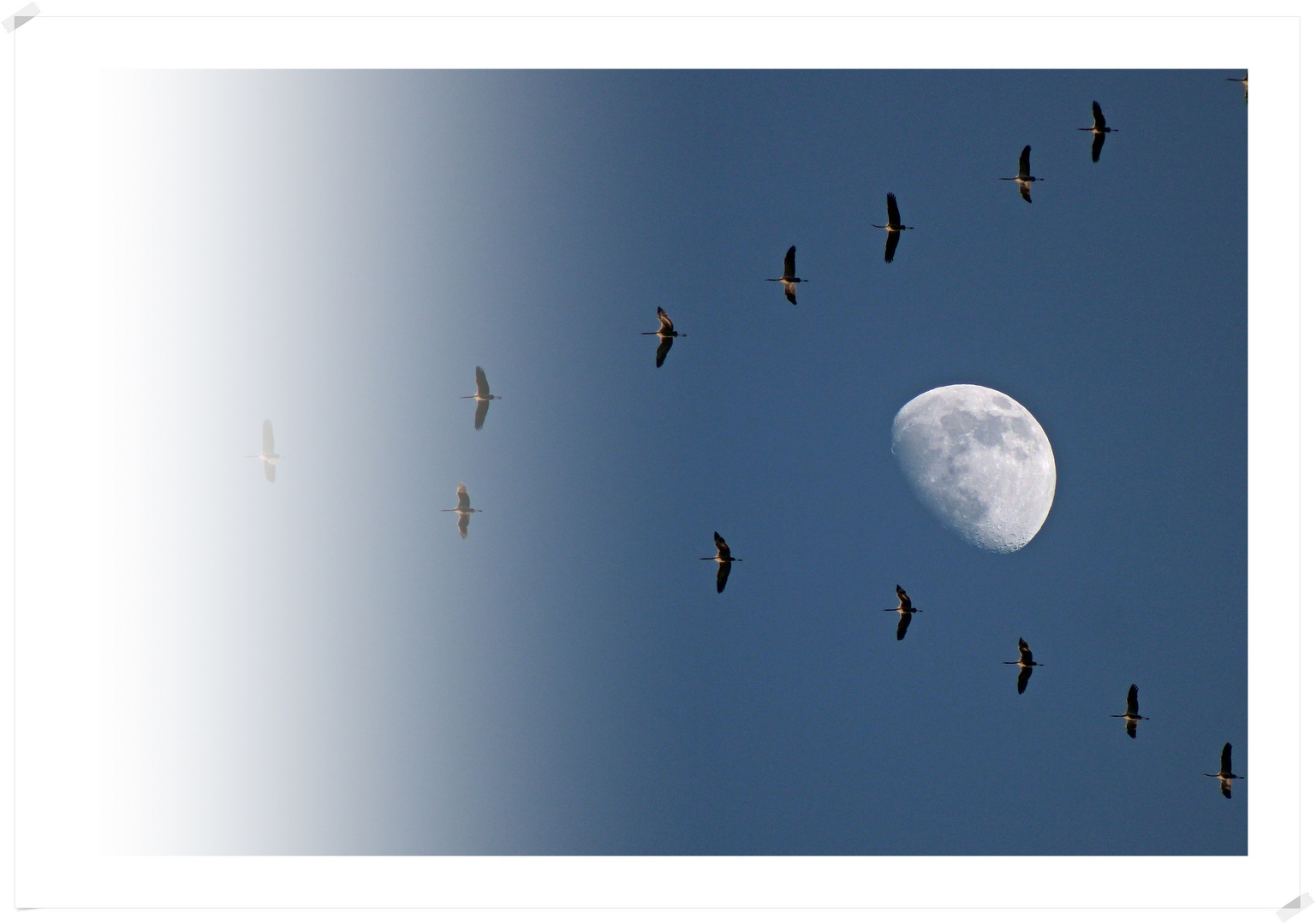 Moon and birds 2