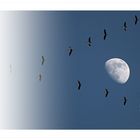 Moon and birds 2