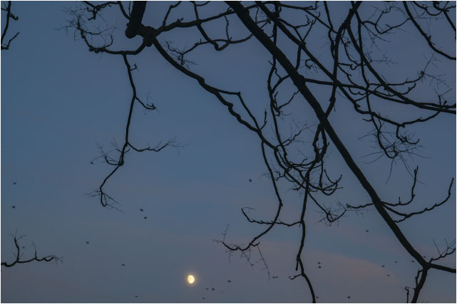 Moon and Birds 