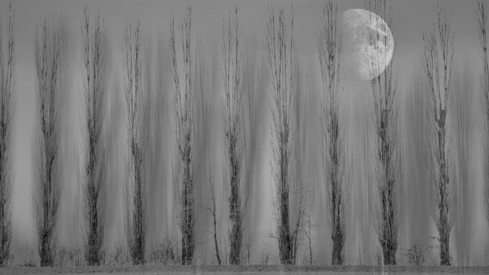 Moon behind trees 