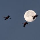 Moon-Cranes