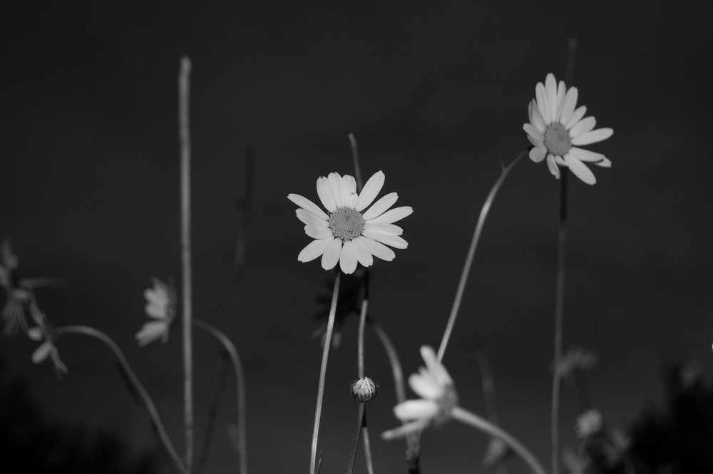 Moon Daisy