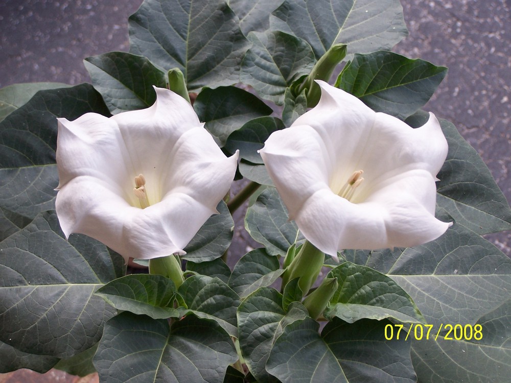 MOON FLOWER BUSH BLOOMS in the MORNING