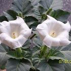 MOON FLOWER BUSH BLOOMS in the MORNING