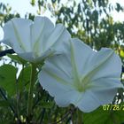 MOON FLOWER VINE OPENING AT DUSK