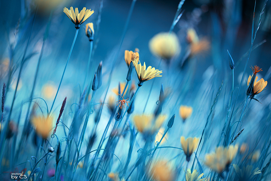 *** moon-flowers ... ***