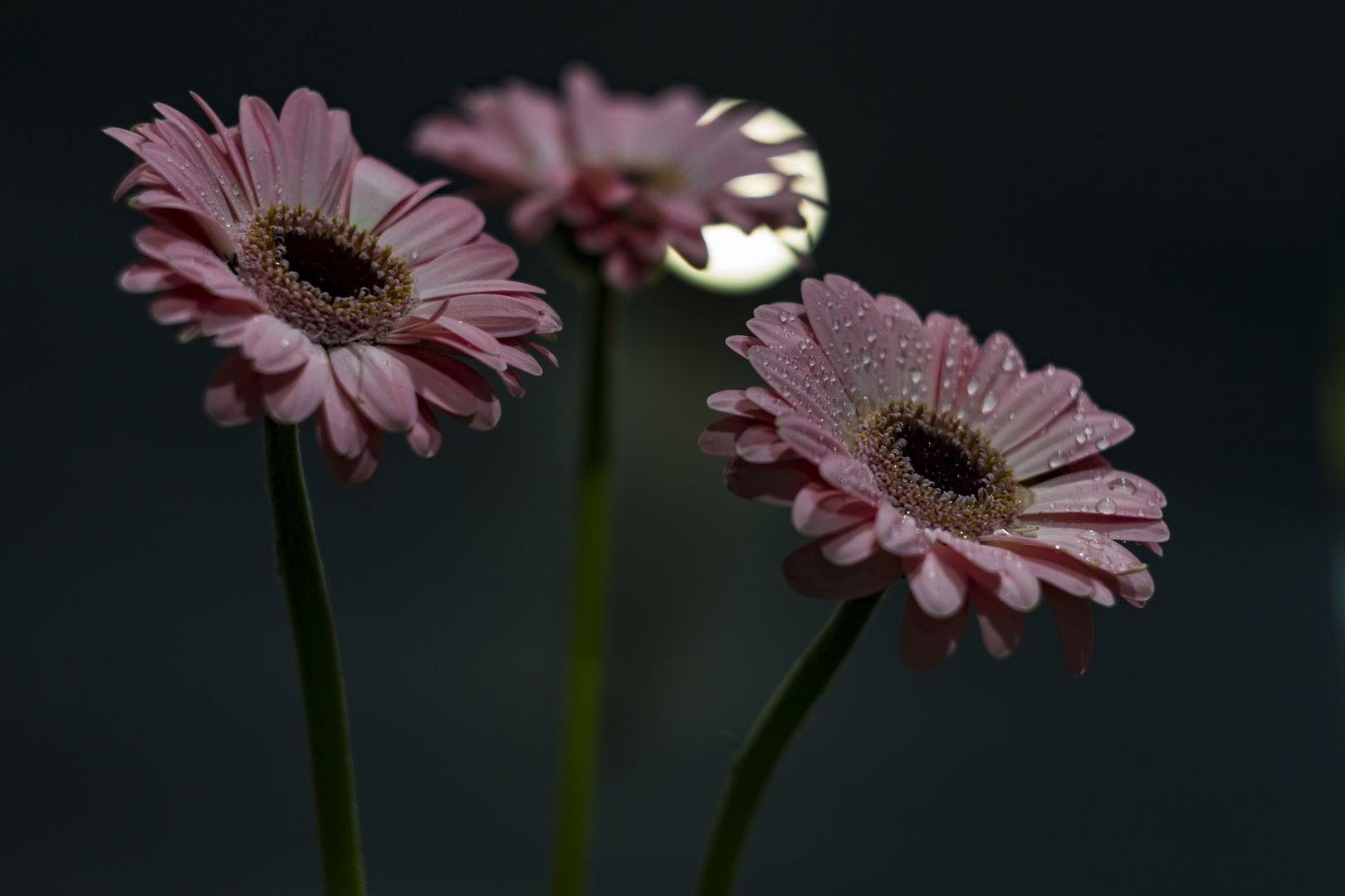 moon flowers