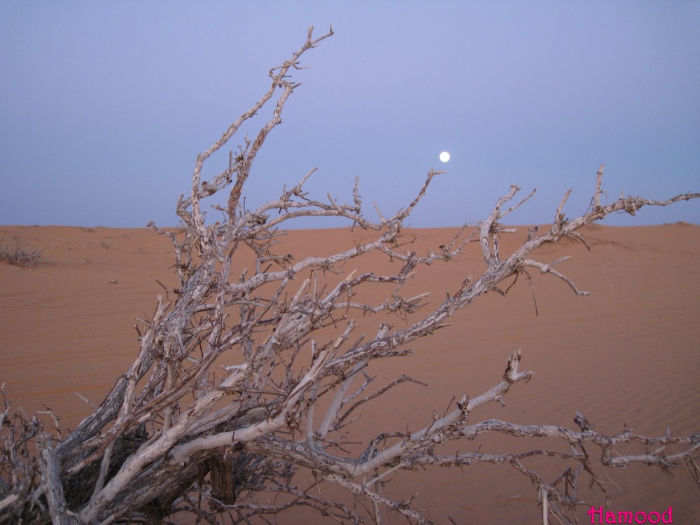 Moon in the morning