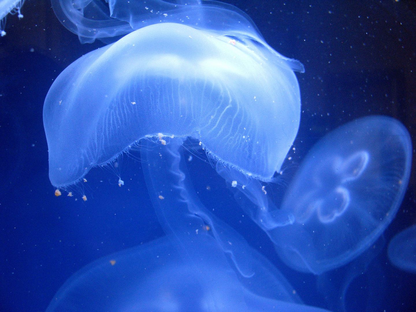 Moon Jelly