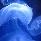 Moon Jelly