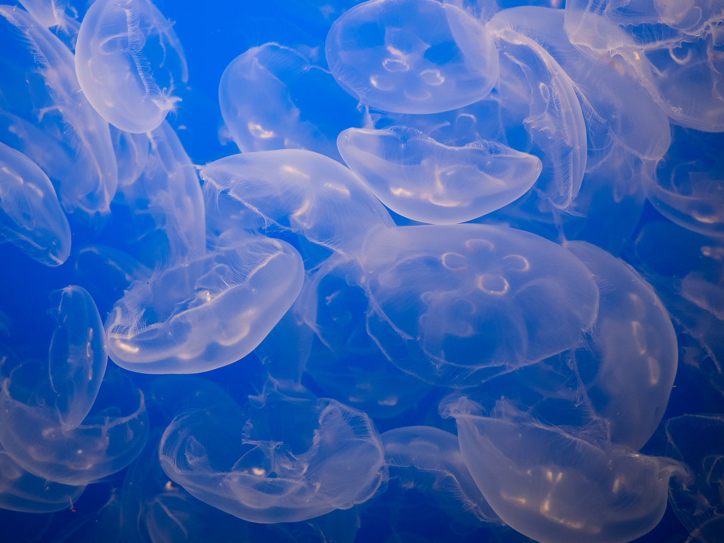 Moon Jelly