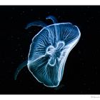 Moon Jellyfish...