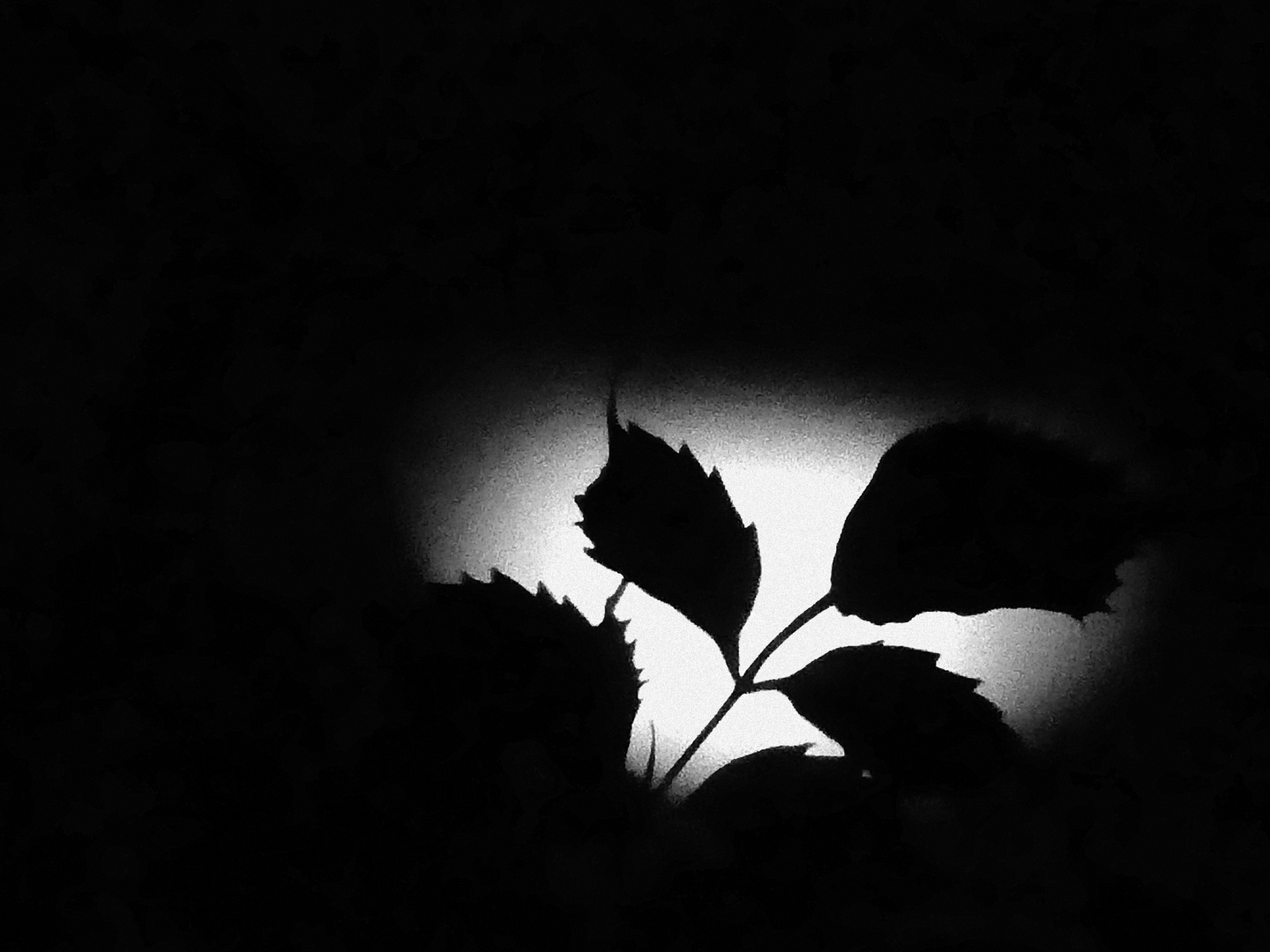 moon leaves