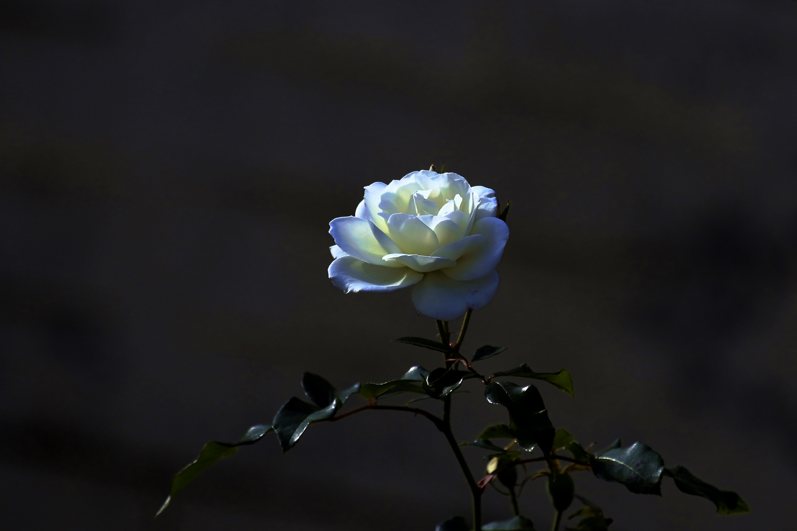 Moon light on the garden