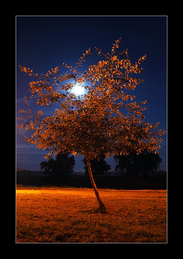 Moon on a tree