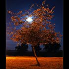 Moon on a tree