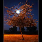 Moon on a tree