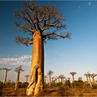 [ Moon over Baobab Alley ]