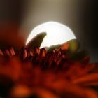 Moon over Bourbon Street