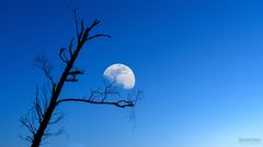 Moon Over Bourbon Street