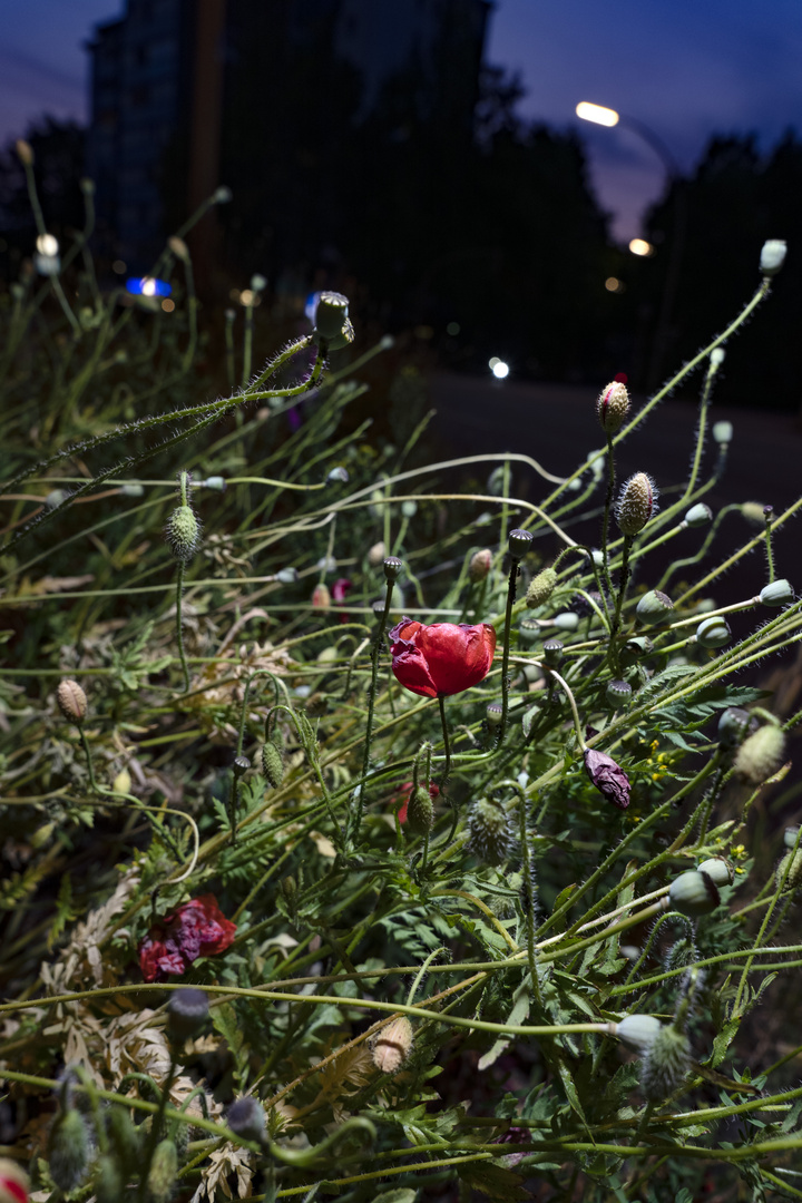 Moon over Mohn 