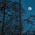 Moon over the woods