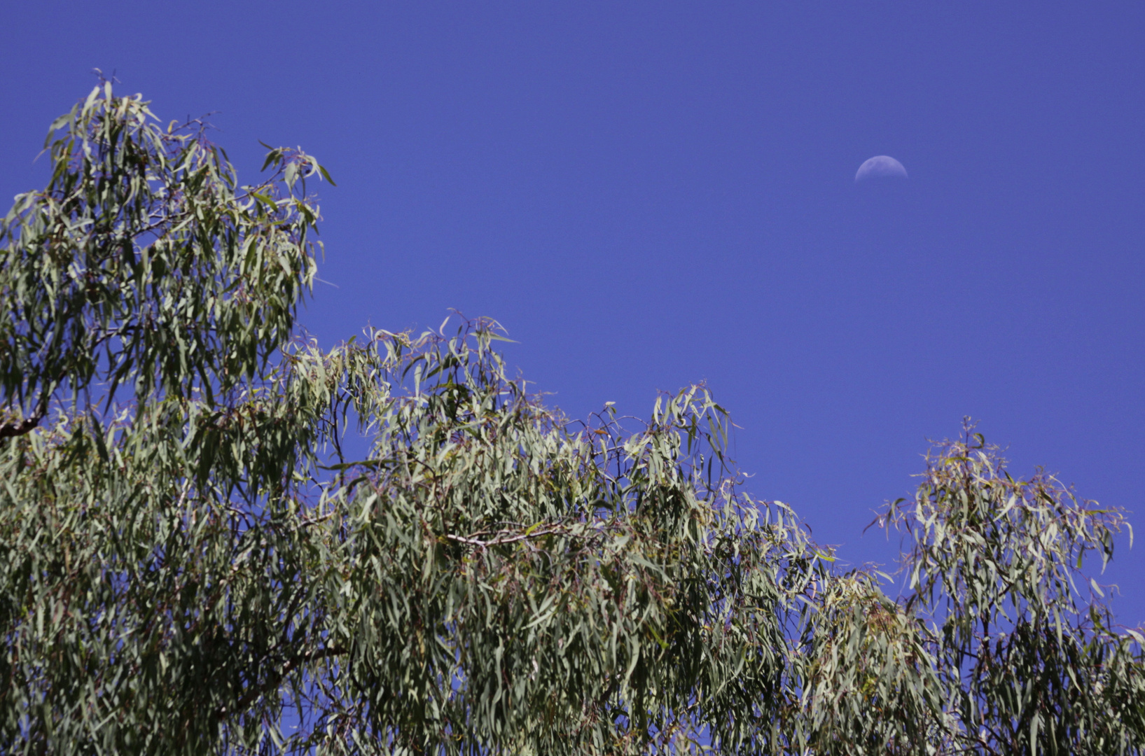 moon over undara