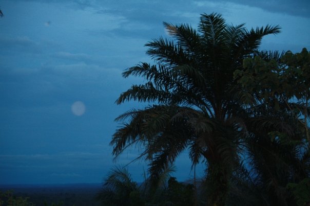 Moon & Palm Trees