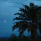 Moon & Palm Trees