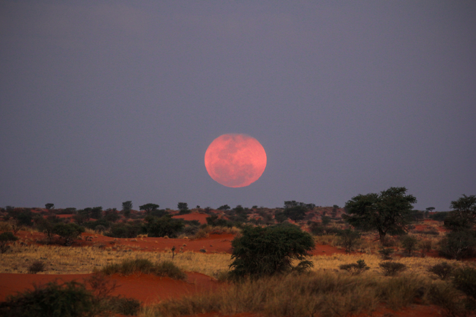 Moon Rises Above Kalahari