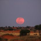 Moon Rises Above Kalahari