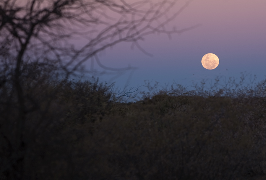 Moon rising over Kalahari desert