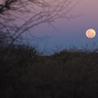 Moon rising over Kalahari desert