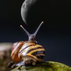 moon snail
