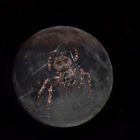 Moon Spider