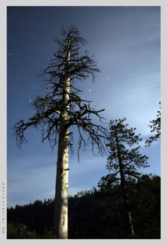 Moon Tree