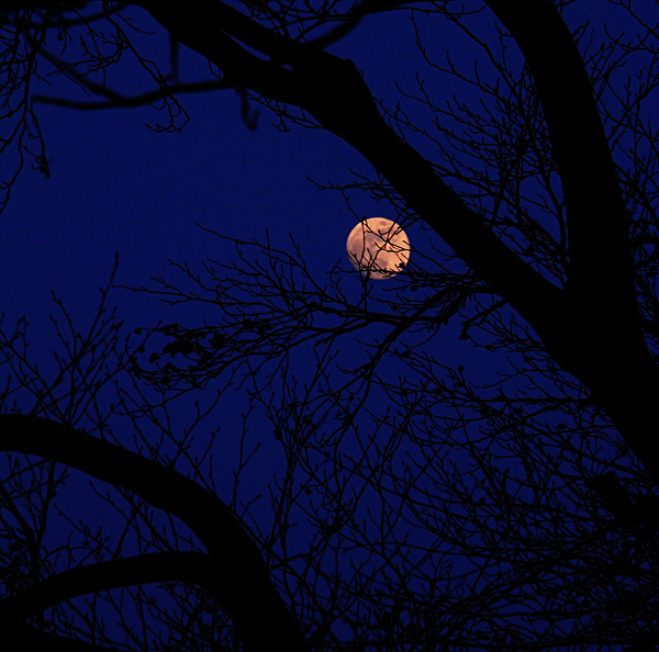 moon under trees