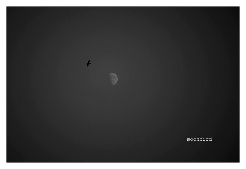 moonbird, (2)