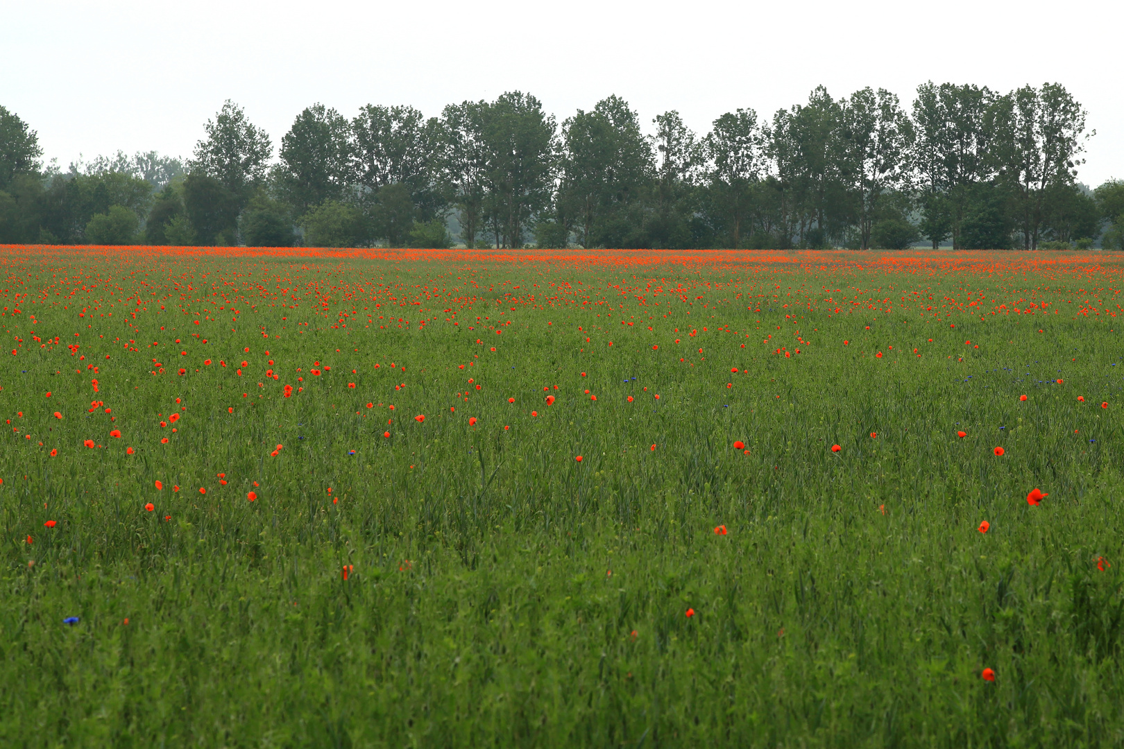 Moonblüte in MecPom