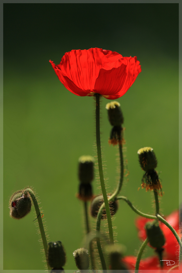 Moonblume im Sonnenlicht