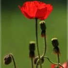 Moonblume im Sonnenlicht