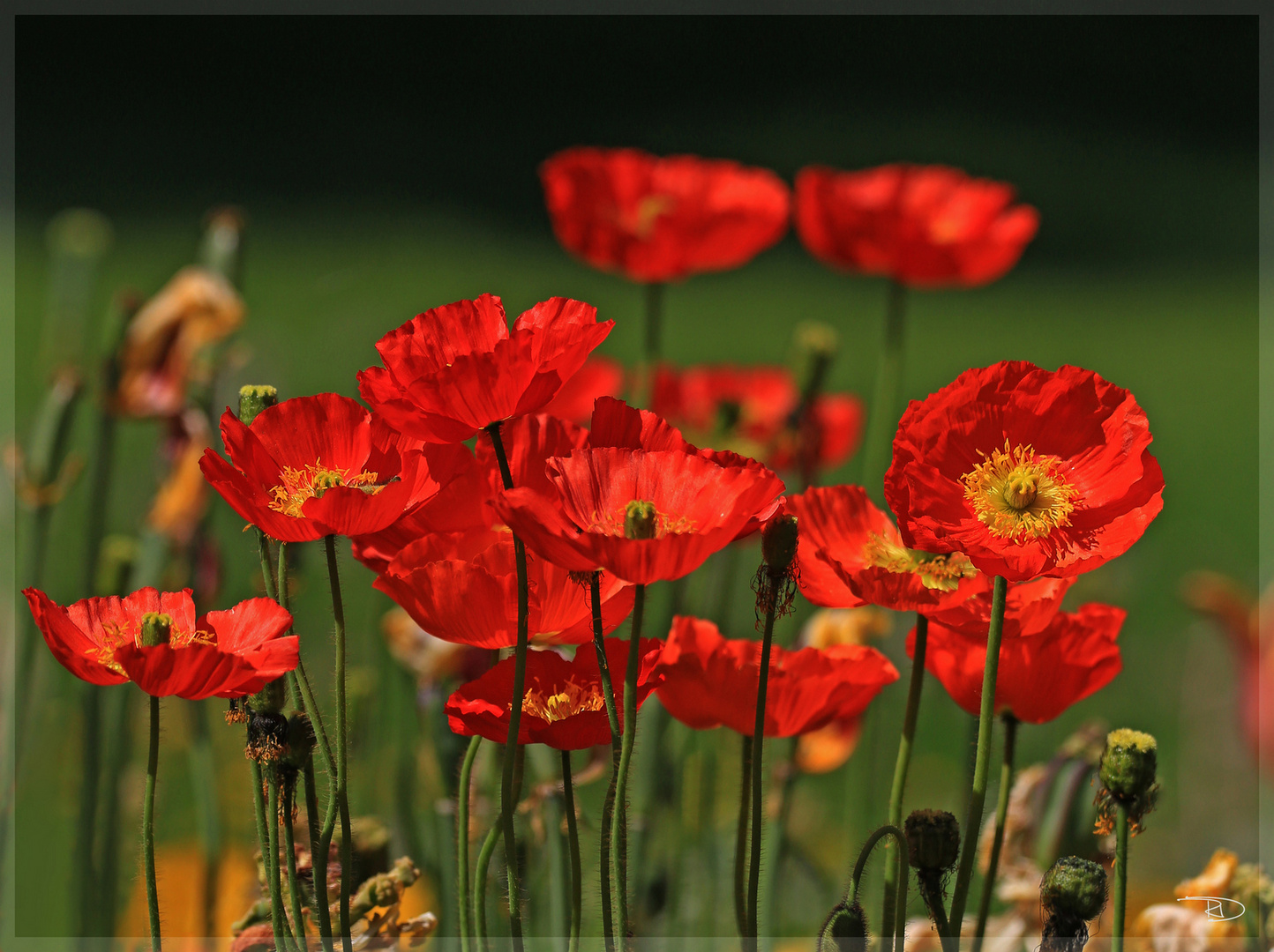 Moonblumen malerisch