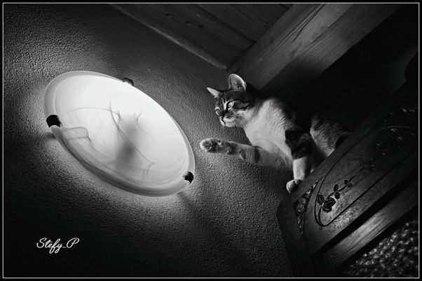 Mooncat (reloaded)