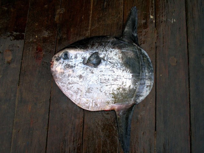 MOONFISH CAUGHT IN BISCAYA AREA