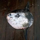 MOONFISH CAUGHT IN BISCAYA AREA