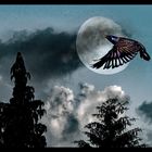 Moonlight Bird