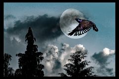 Moonlight Bird