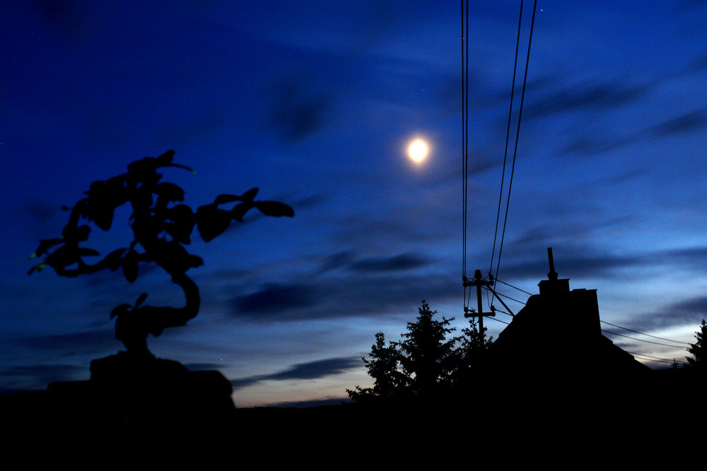 Moonlight Bonsai