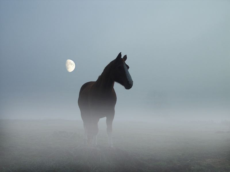 "Moonlight-Fog"